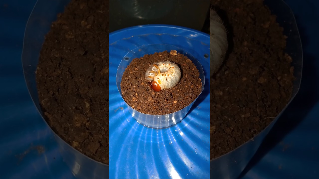 cute beetle larvae coming out of the ground 🥰😍🥰 