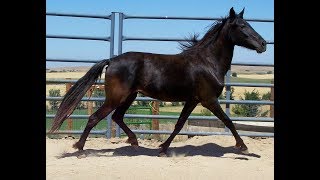 Bereber / Raza de Caballo