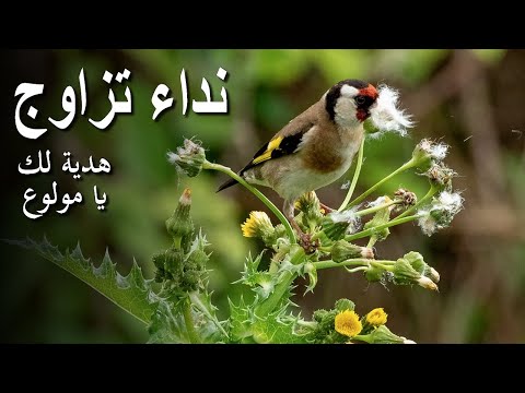 بتبتة أنثى اون لتحفيز الذكور على التغريد بتبتة الهيجان التي يبحث عنها كل مولوع