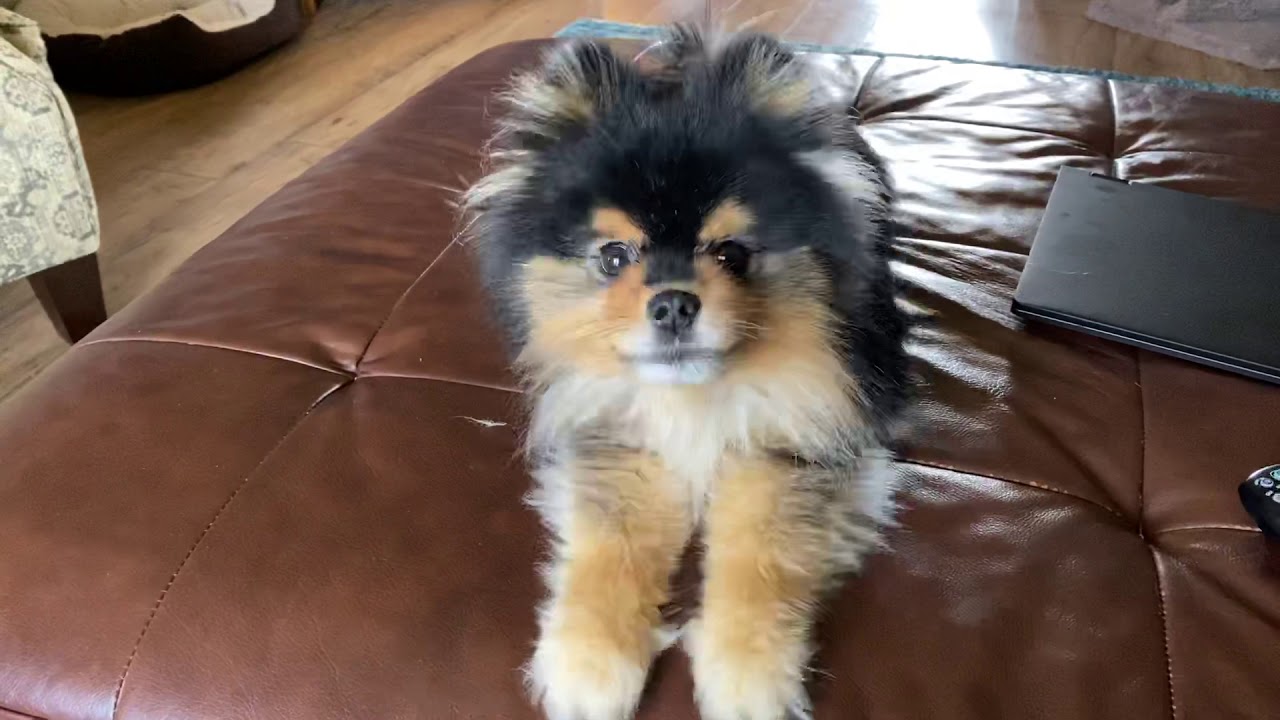 Pomeranian Talking