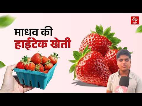Special : स्ट्रॉबेरी खेती के 'मास्टर' माधव, 18 साल की उम्र में बनाया कमाई का नया मॉडल | Rajasthan