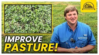 We Transformed Our Pastures with This Clover: Durana Clover Species Profile