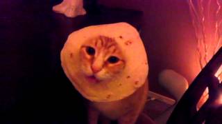 Mexican In-Bread Cat