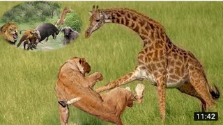 Onamapambano ya twiga na Simba GIRAFFE FIGHT WITH OLD LION |CLOCODILE WITH ELEPHANT