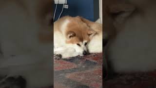 The Akita Morning Stretch And Yawn 