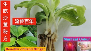 生吃沙薑有四个，你可能没有听过的好处。 Benefits of   Sand Ginger。Manfaat makan Cekur