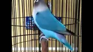 Melatih Lovebird Hitungan Menit Langsung LATAH, KHUSUS untuk Lovebird Yang Sedang Macet