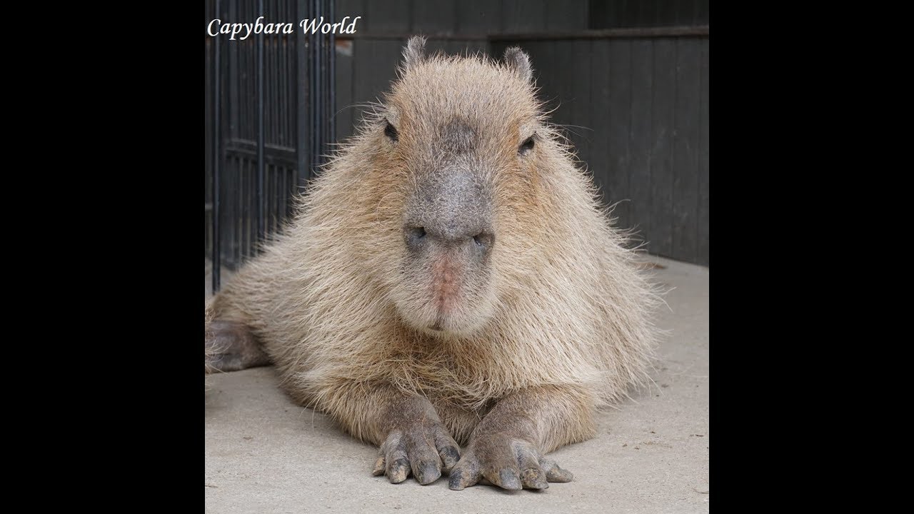 The Capybara Who Owned Me 世界最高のカピバラ