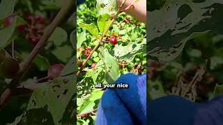 Japanese Beetles and Grubs in Your Lawn | #shorts