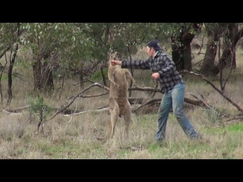 Video: 14 liebenswerte und machbare tierische Speisen