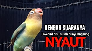 Lovebird Fighter Ngekek Panjang Ini Suaranya Merangsang Lovebird BISU SUSAH BUNYI Agar Cepat NGEKEK