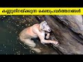 ഇത് കാണുമ്പോൾ നിങ്ങളുടെ മനസ്സ് നിറയും തീർച്ച | Inspirational Animal Rescues | Emotional-Inspiration