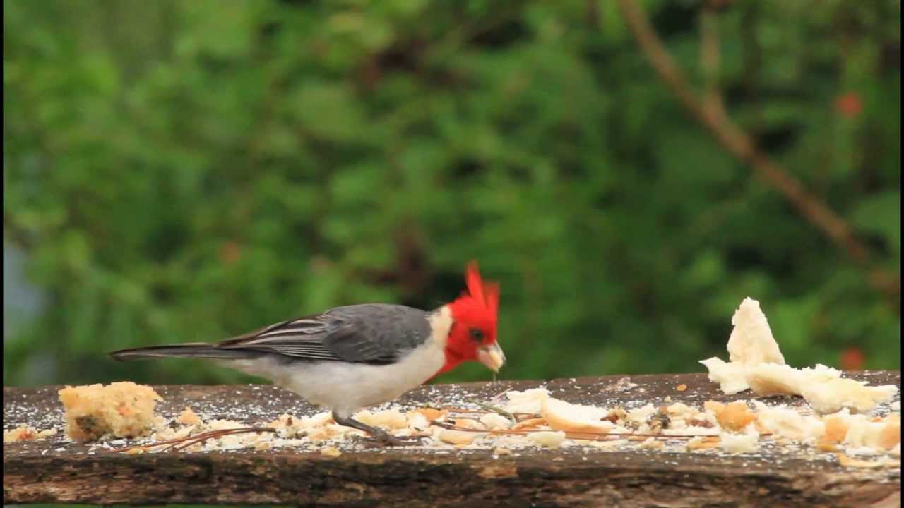 Cardenal, Red-crested Cardinal (Paroaria coronata) 
