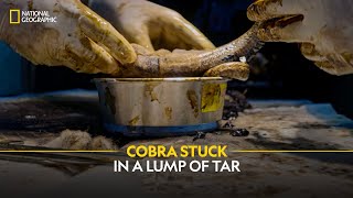 Cobra Stuck in a Lump of Tar! | Snakes SOS: Goa’s Wildest | National Geographic