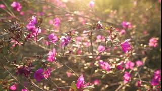 Growing Rose,Flower, No Copyright, Copyright Free Video, Motion Graphics, Background Videos 18 screenshot 2