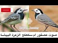 صوت عصفور ام سكعكع او الزعرة البيضاء للصيد نار Rayan Hunter صوت عصفور ام سكعكع او الزعرة البيضاء للصيد نار Rayan Hunter