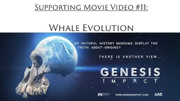 Genesis Impact Support Video 11 | Whale Evolution