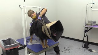 Aggressive Border Collie Mix Deshed