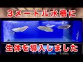 3m水槽に生体を移動させました！