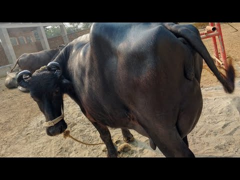 Neeli Ravi beautiful buffalo Neeli Ravi for sale on YouTube - YouTube