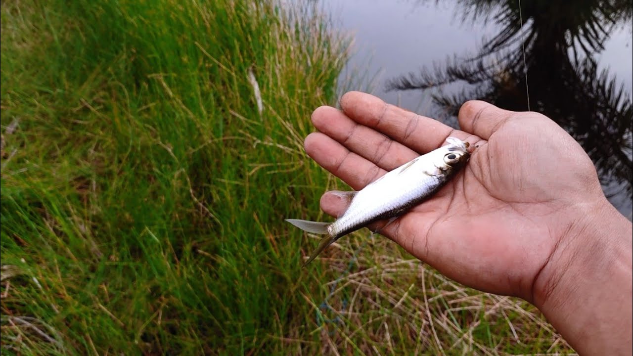 Fvm Fish STRIKE IKAN BULAN-BULAN BOSS ‼️ #fishing #games #fish - YouTube