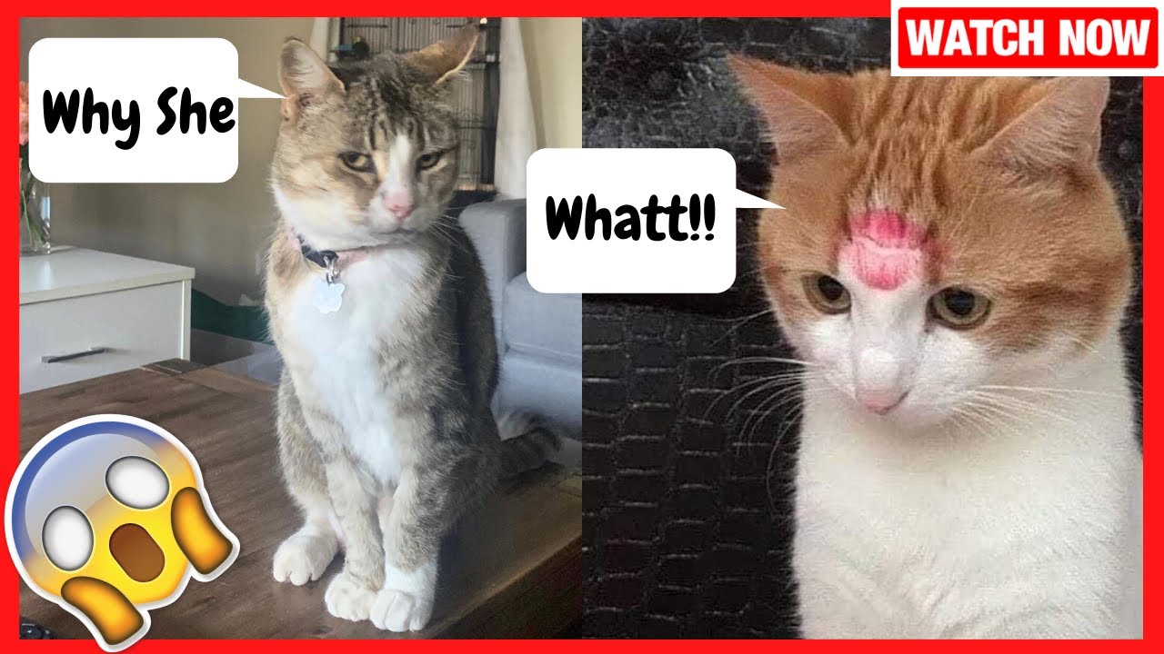 Why did she do this ??? | Most funny Animal Videos on Internet | ⭕