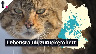 Diese Katze breitet sich in Deutschland aus – und legt sich mit dem Wolf an