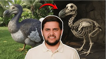 The Dodo Bird Mystery: Why Did It Really Go Extinct?
