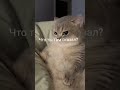 Я сигма да?🥲😎😘#врек #роблокс#ефуroblox#roblox #залити#моизайки#emojicat #симбол#cat #роблокссломался