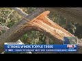 Strong Winds Topple Trees