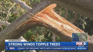 Strong Winds Topple Trees
