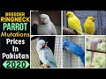 Ringneck Six Mutations prices|Ringneck Parrot Breeder Pair Price in Pakistan 2020|tips & info|By RDA