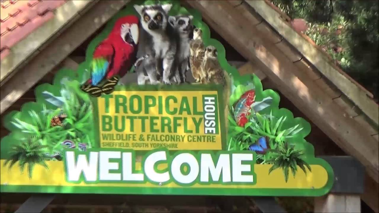 Sheffield Tropical Butterfly House Walkthrough YouTube