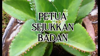 PETUA SEJUKKAN BADAN   Daun Setawar