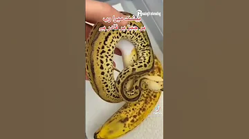 Did You See A Banana Snake That S Really Looks Like A Rippen Banana Shorts 