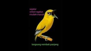 Masteran pleci nembak witwit sejalur ngalun mudah masuk