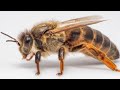 Ana arının işarələnməsi və qənədinin kəsilməsi