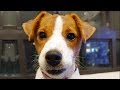 Ultimate Jack Russell Terrier Videos NEW の動画、YouTube動画。