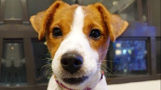 Ultimate Jack Russell Terrier Videos NEW by Sad Cat 1,023,859 views 5 years ago 10 minutes, 2 seconds