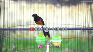 MURAI BATU GACOR ISIAN LOVEBIRD KENARI KAPAS TEMBAK DAN JANGKRIK