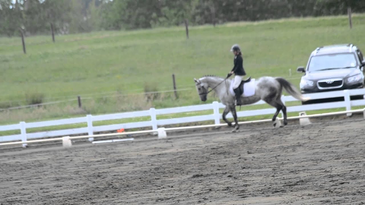 Dressage Musical Freestyle YouTube