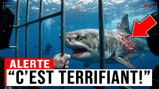 Un plongeur filme un grand requin blanc… puis découvre une morsure monstrueuse