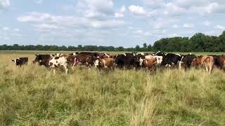 Moving dry cows and heifers