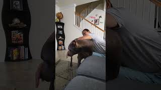 My spoiled Doberman Pinscher gets   massages, and I dont? 🐾 🐾 🐾