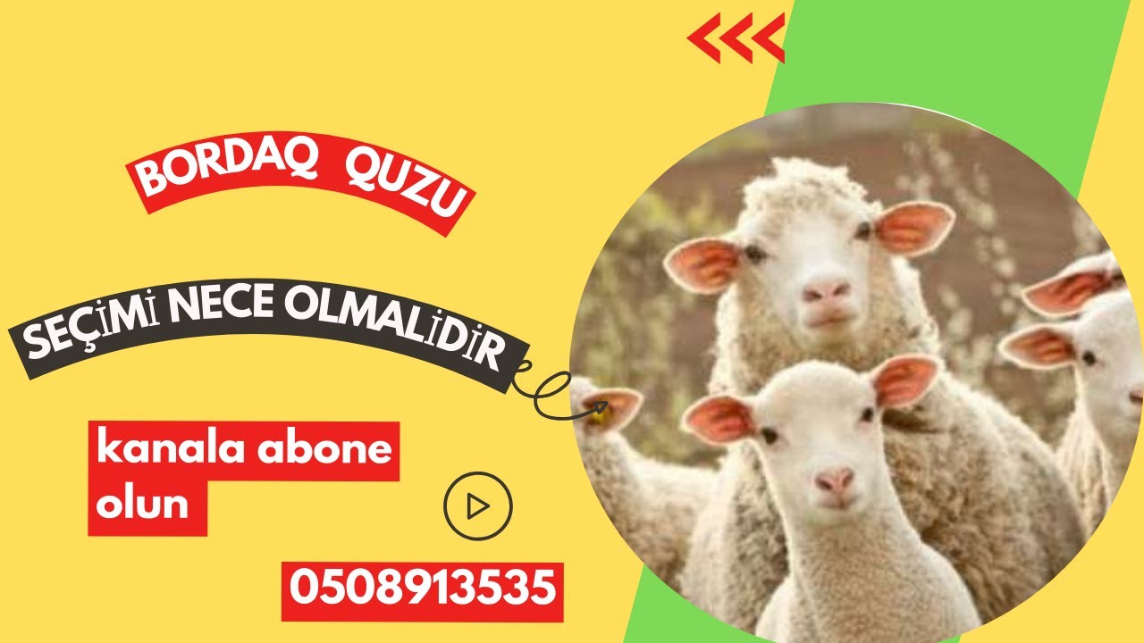 BORDAQ QUZU BIZNESI NECE APARILMALIDIR  (QUZU BORDAĞİ  )