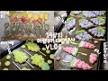 14살의 머랭쿠키 대량생산vlog_과일 머랭쿠키팝,파인애플머랭,수박머랭,포도머랭,07년생,중1,베이킹 브이로그(오늘도 민주day)