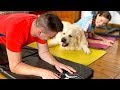 The funniest workout with the golden retriever