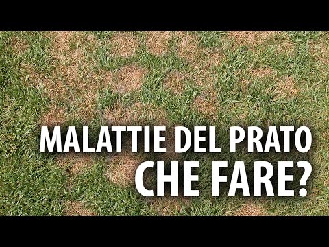 Video: Malattie E Parassiti Del Prato