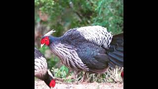 Kalij Pheasant Bird ❤😍💙🐦💜
