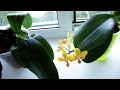 Групповая посадка орхидей. Мой опыт